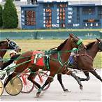 harness racing bet